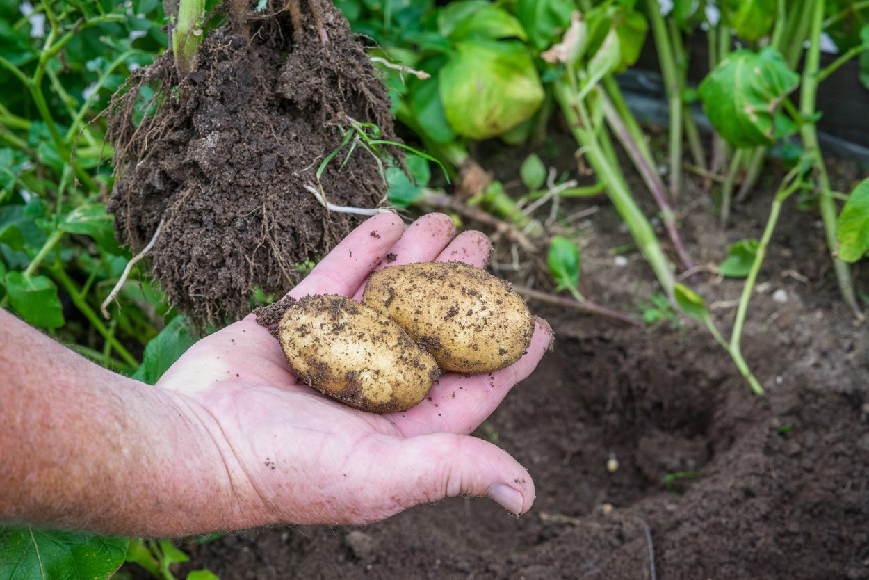 Small potatoes