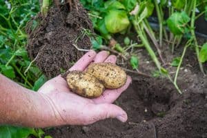 Small potatoes