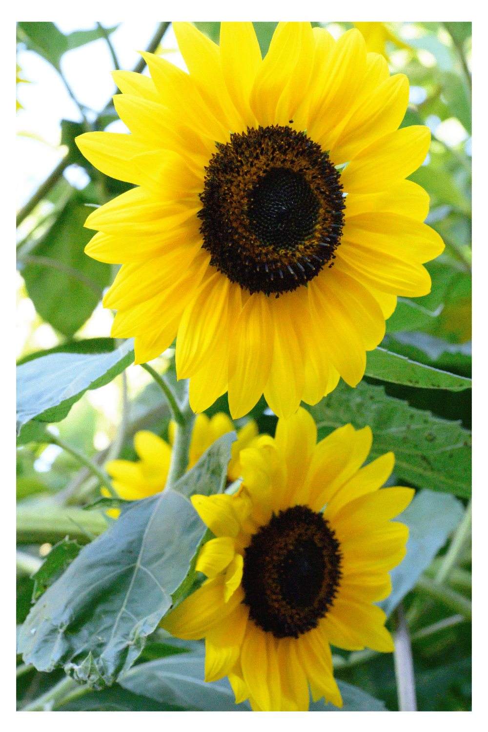 Sunflowers