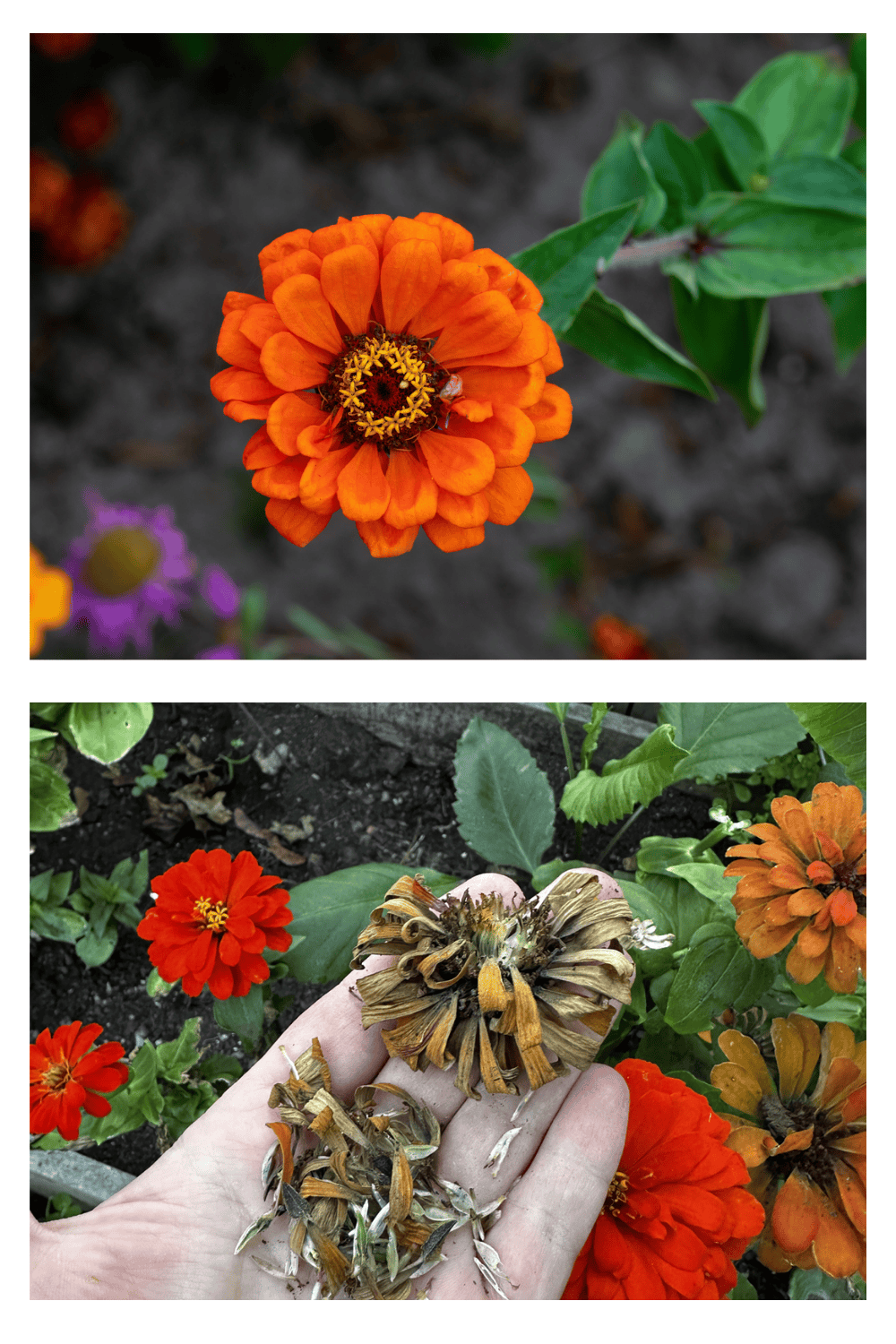 Zinnias