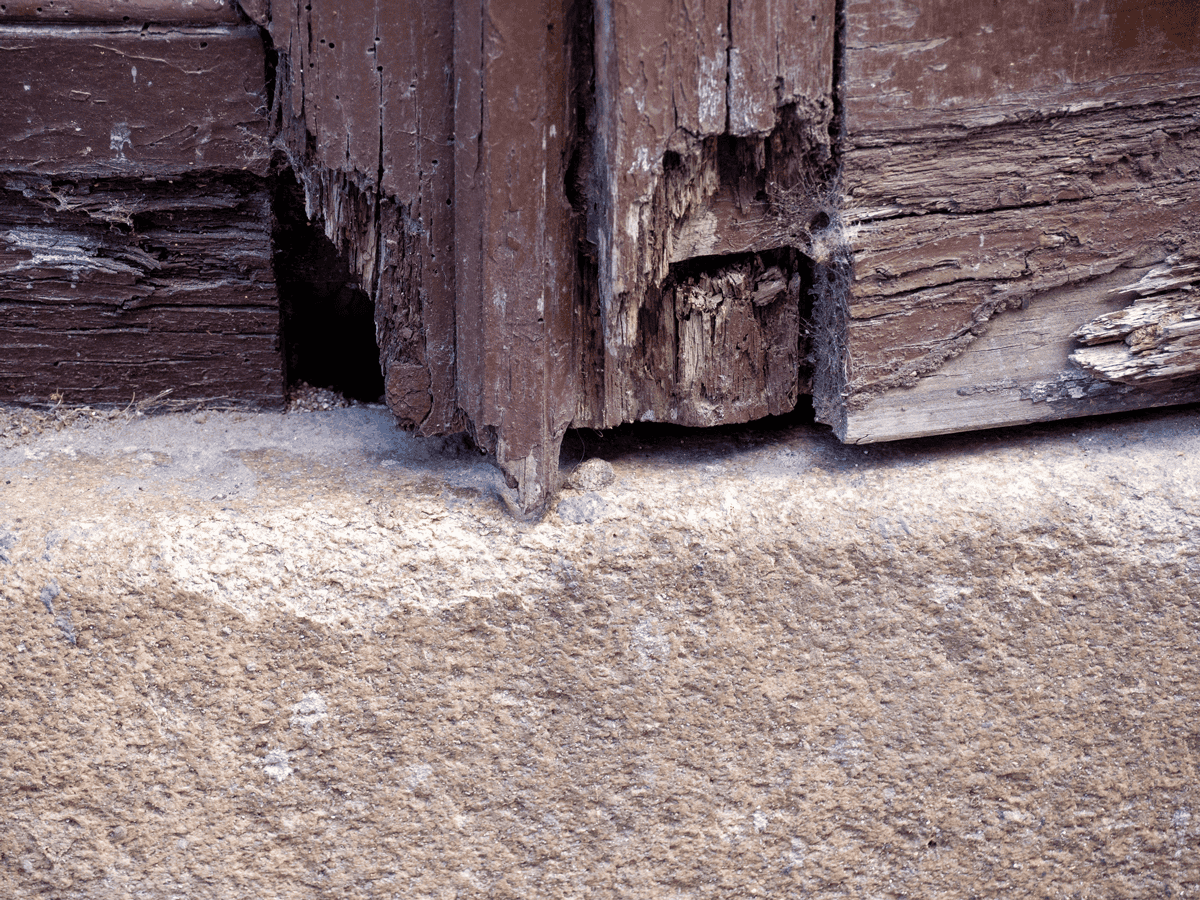 cracked entry way eaten by termites
