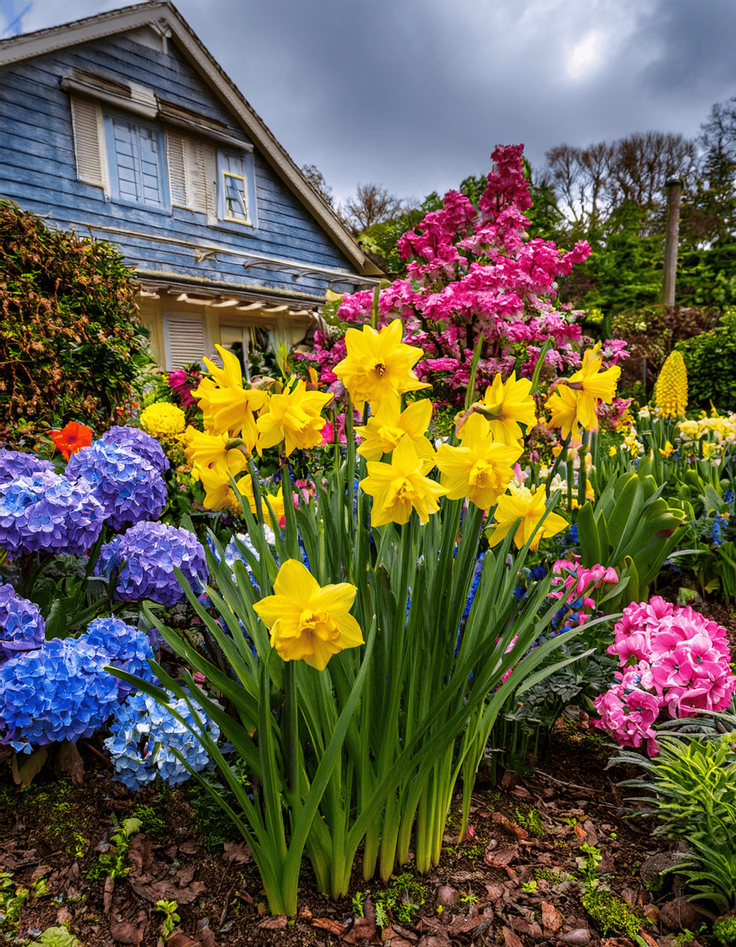 daffodils and hydrangeas