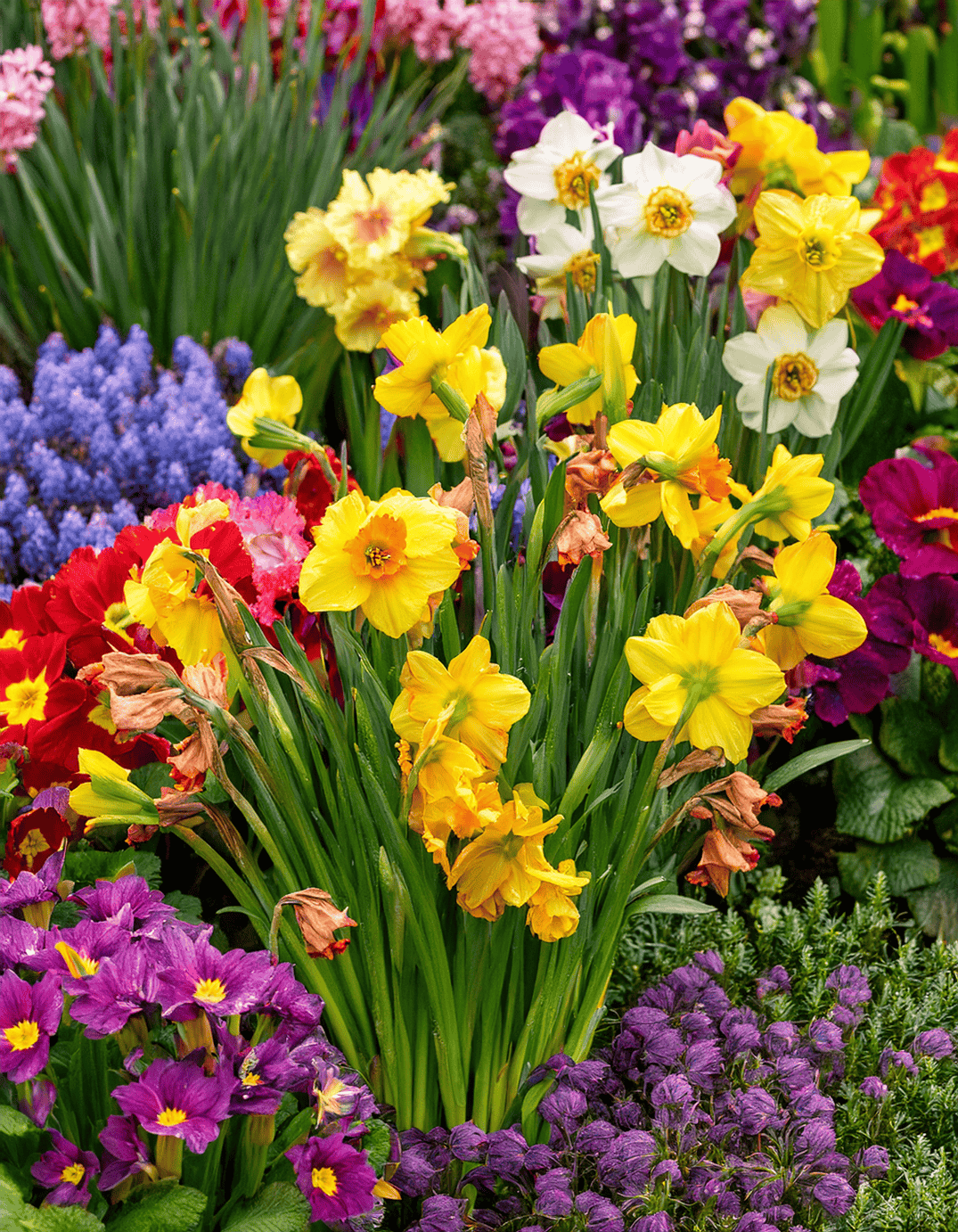 daffodils and primroses