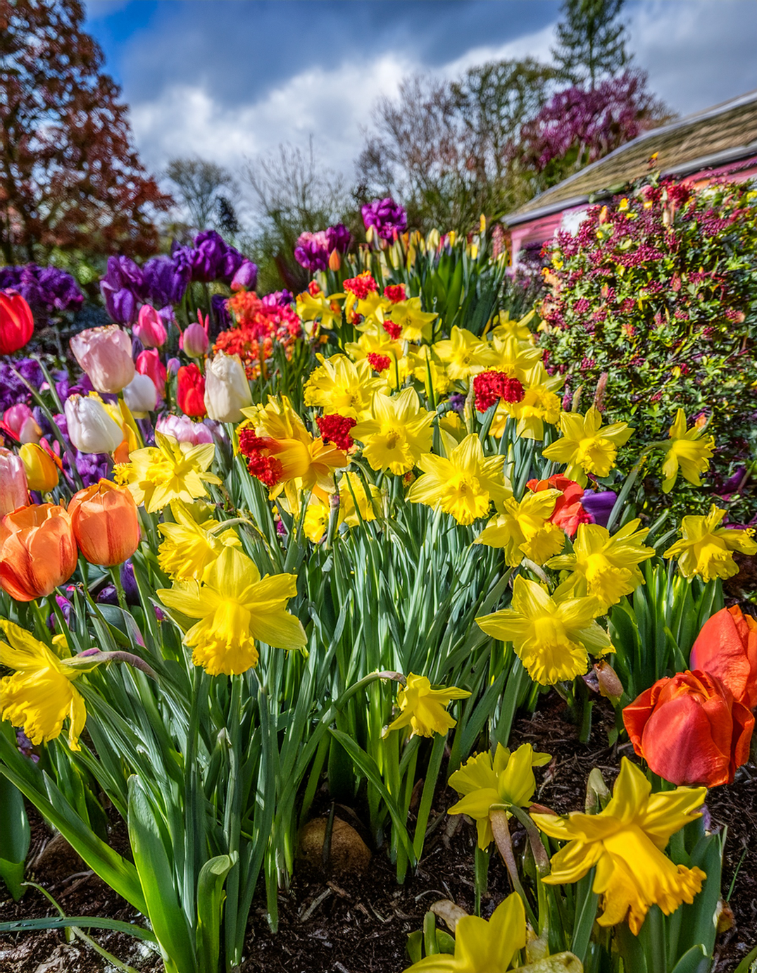 daffodils and tulips