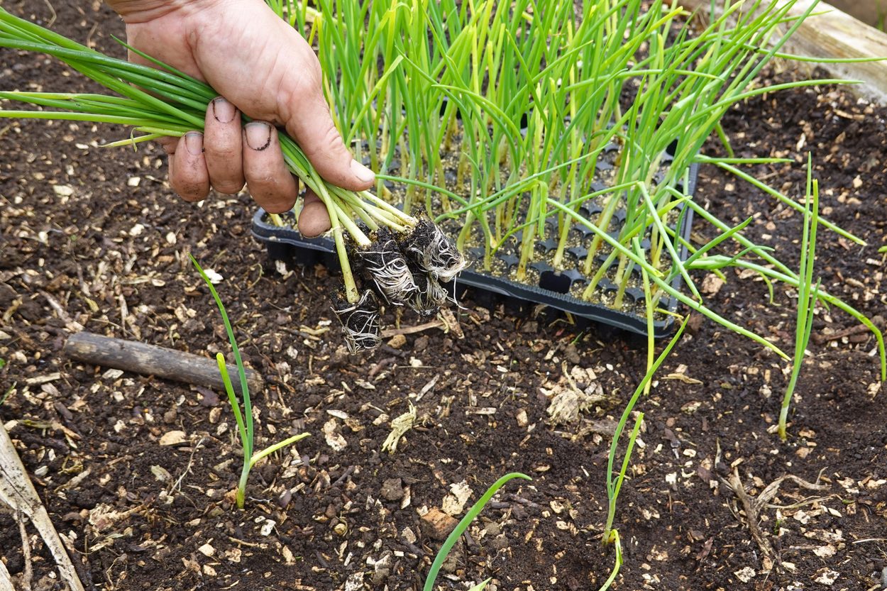 onion seedlings. in tray