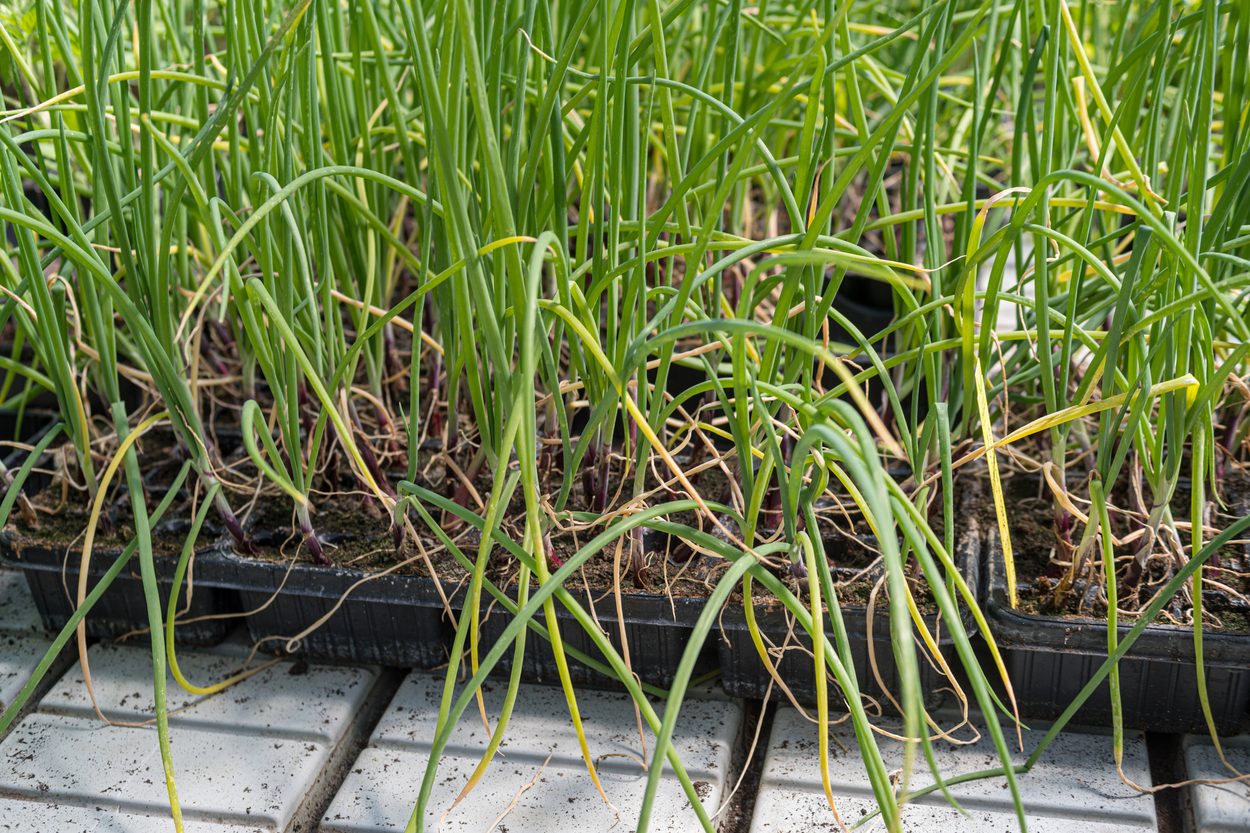 onion seedlings. tray 2
