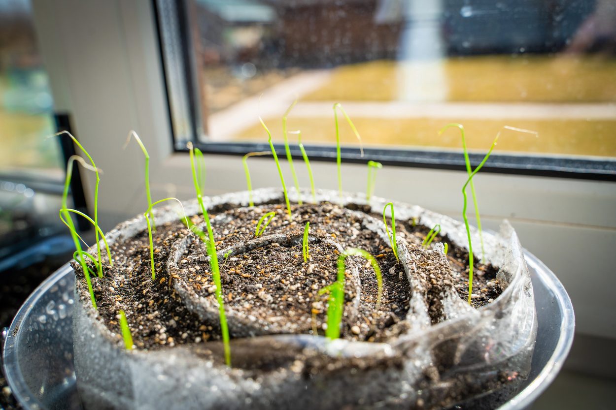 onion seedlings. tray 3