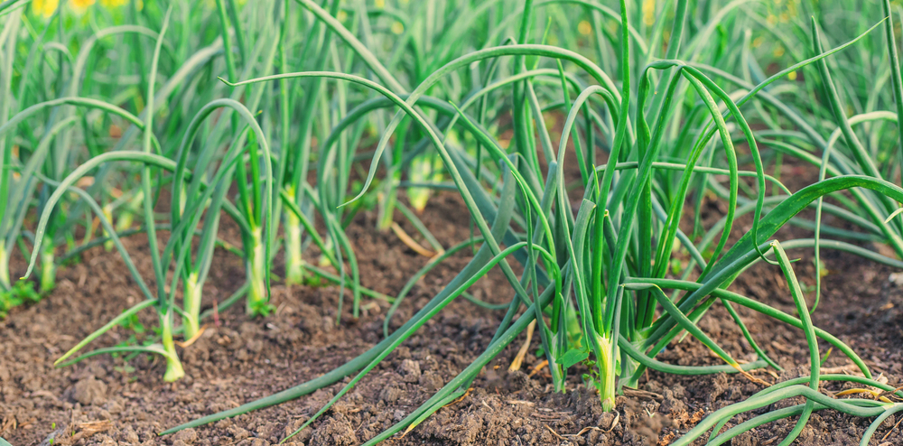 onion seedlings.2