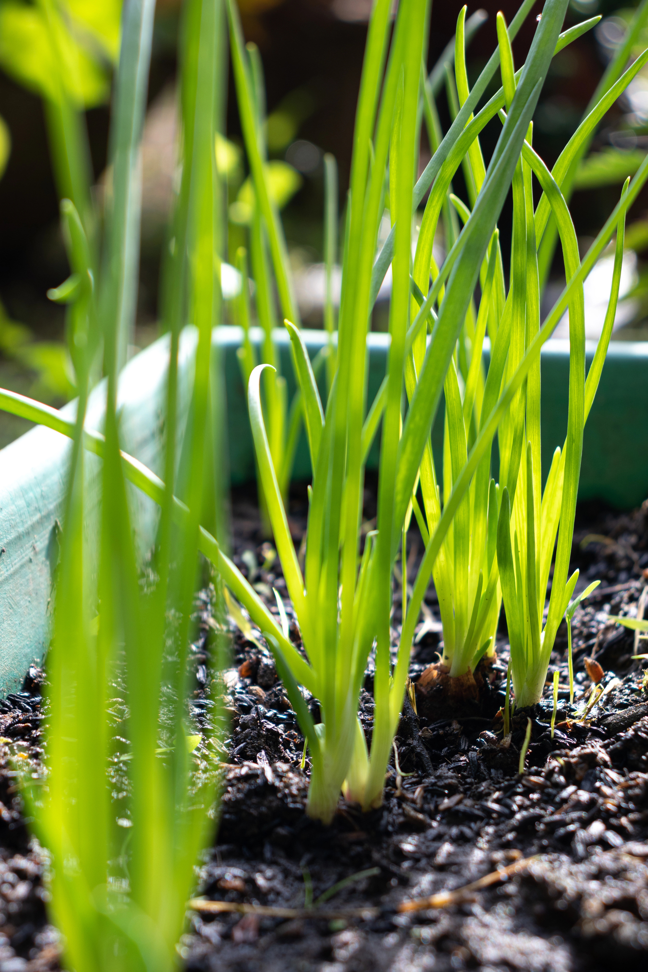 onion seedlings