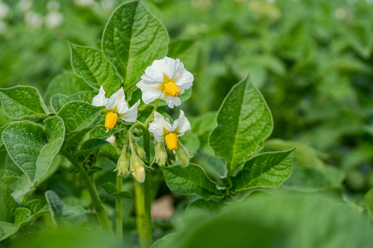 potato flower