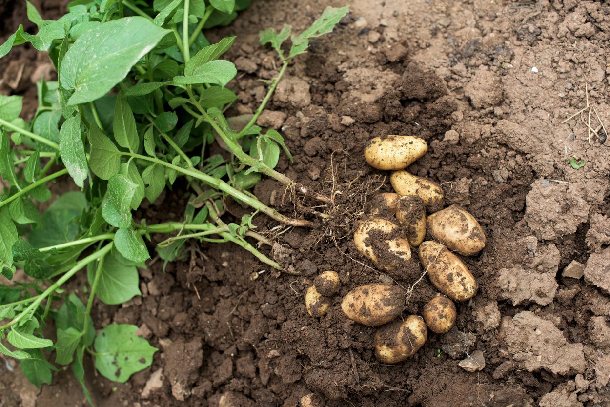 potatoes ready to pull