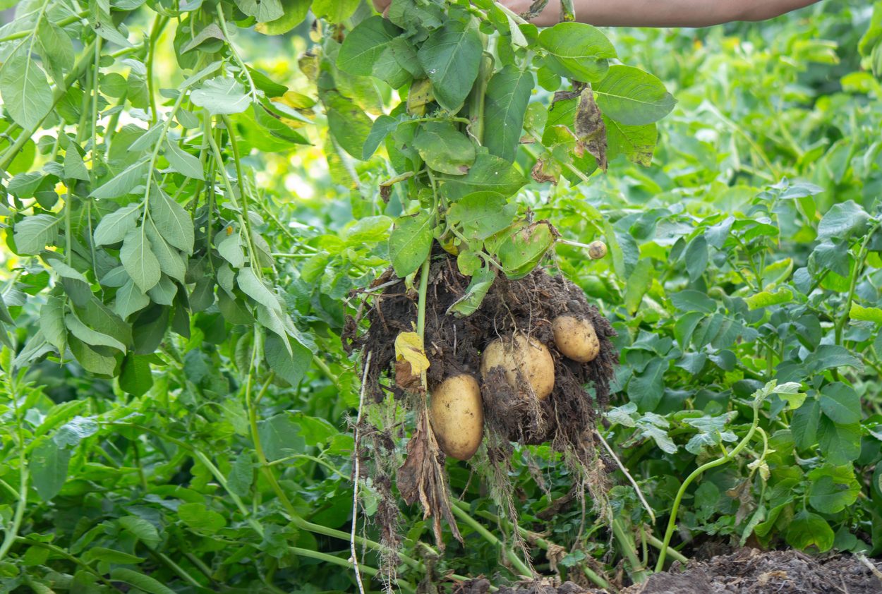 pulled potatoes
