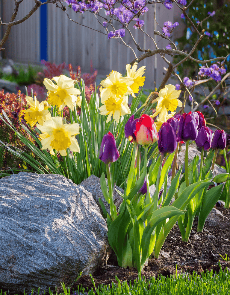 12 Daffodil Planting Ideas for a Beautiful Spring Garden