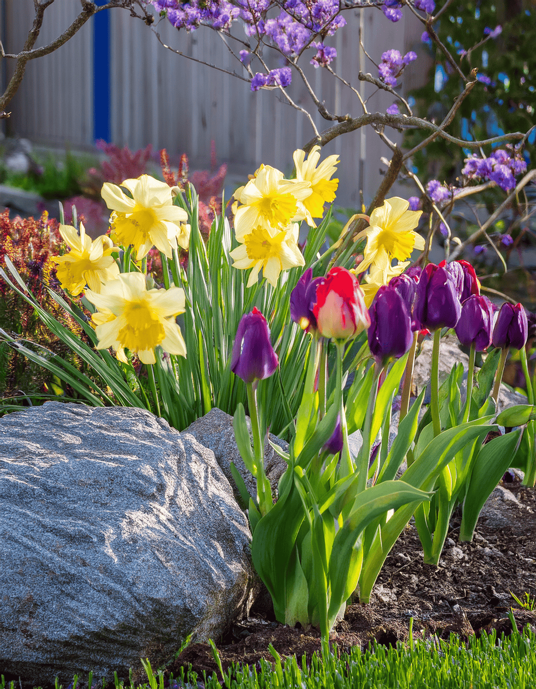 tulips and daffodils