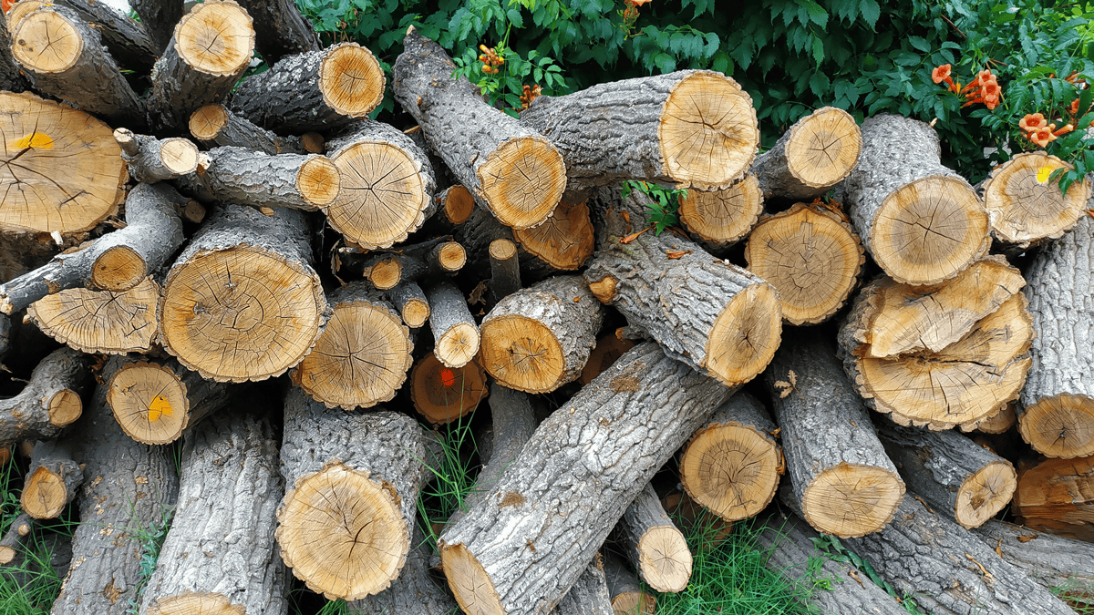 wood pile of logs