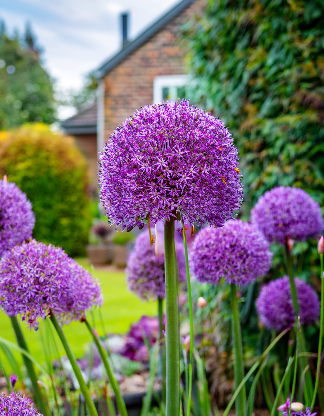 Alliums
