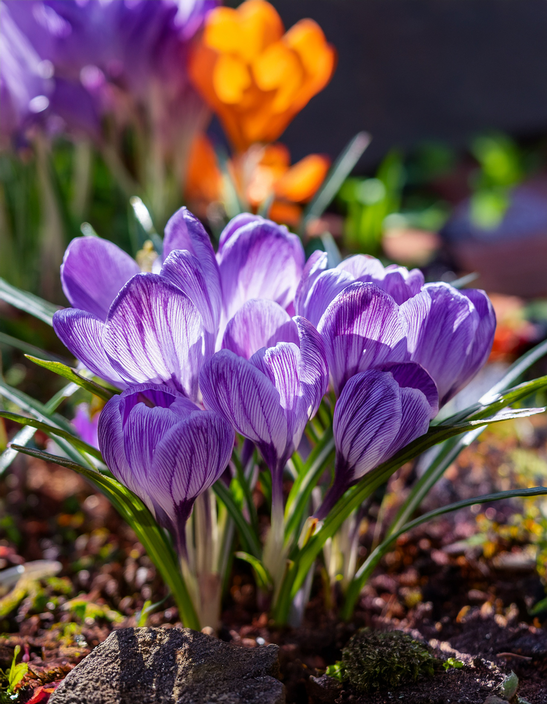 Autumn crocus