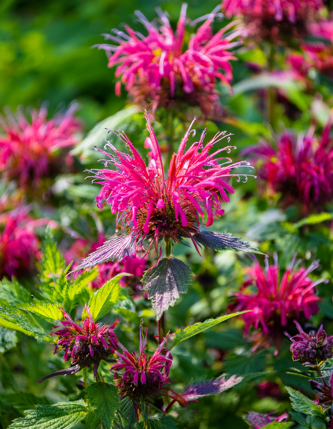 Bee balm