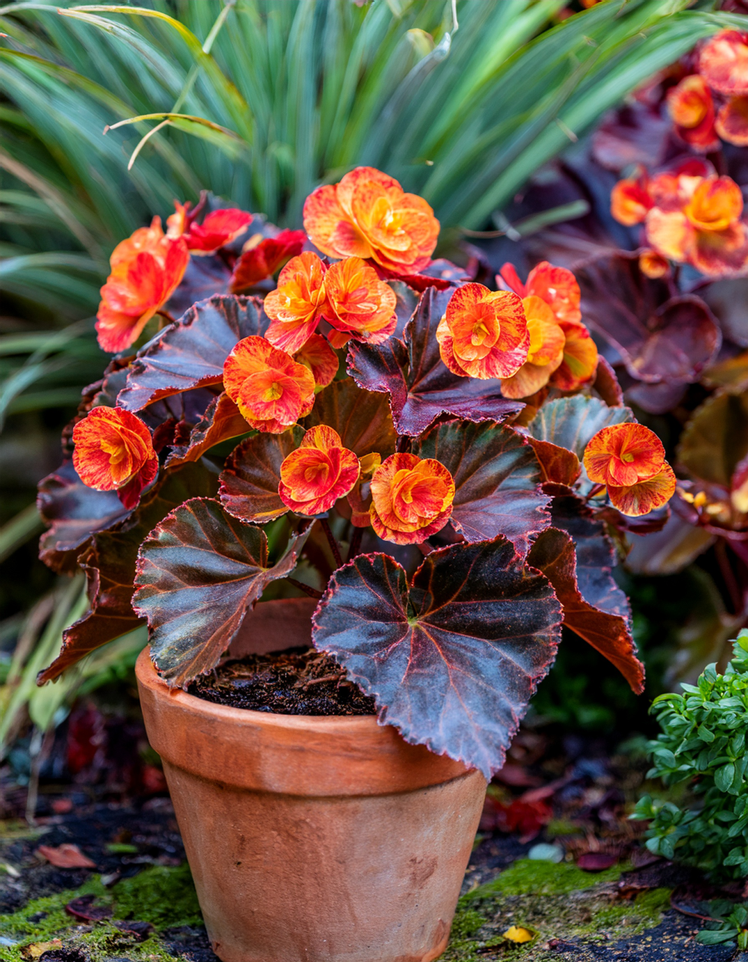 Begonia