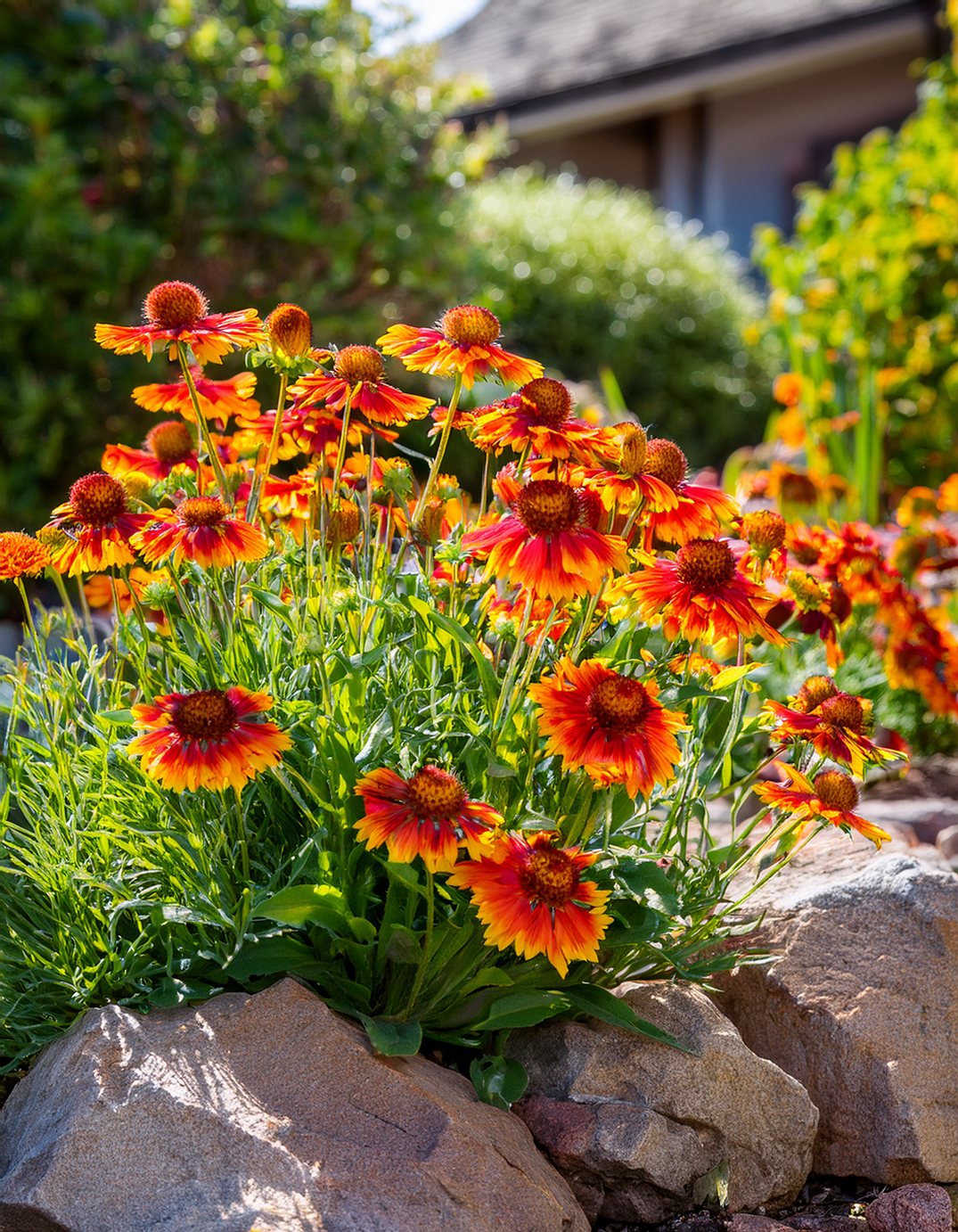 Blanket flowers