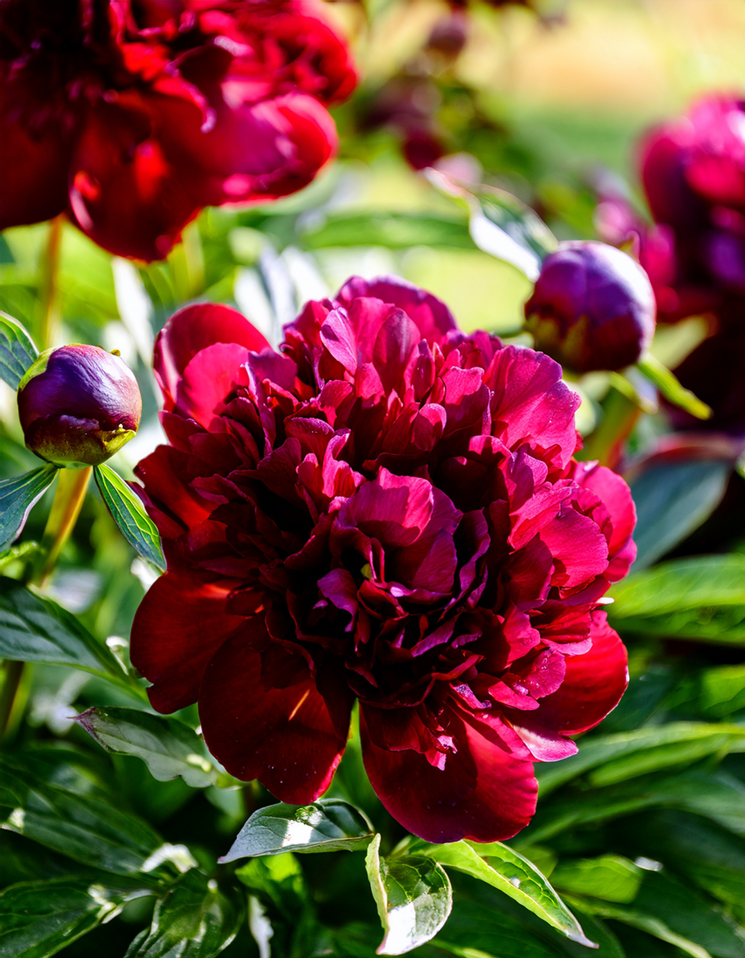 Burgundy Peonies flowers growing