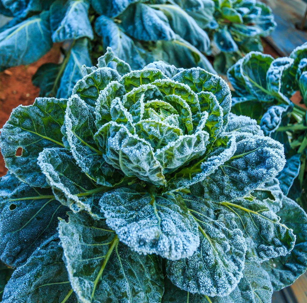 Cabbage frost