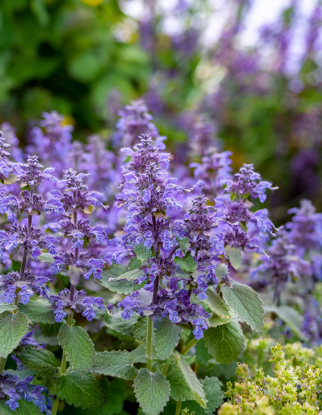 Catmint flowers