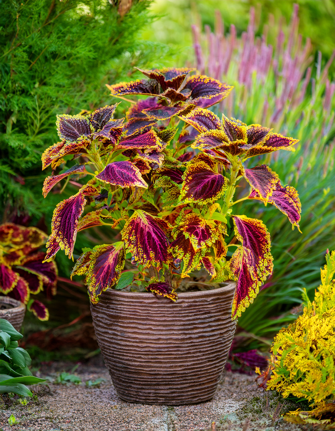 Coleus