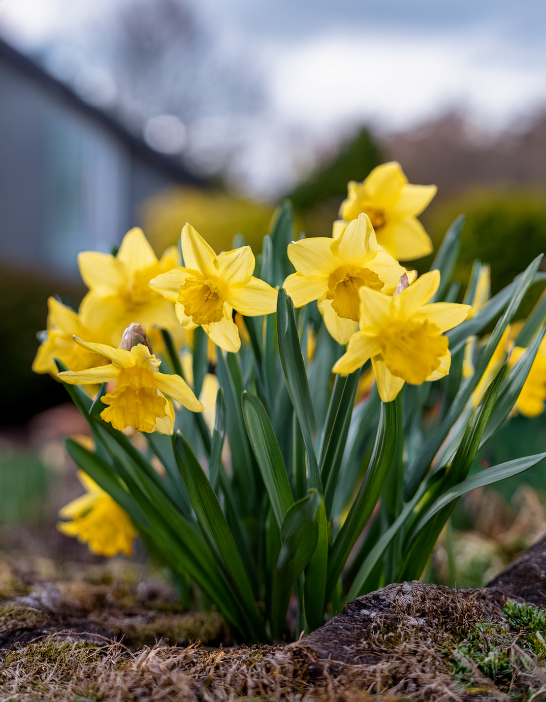 Daffodils