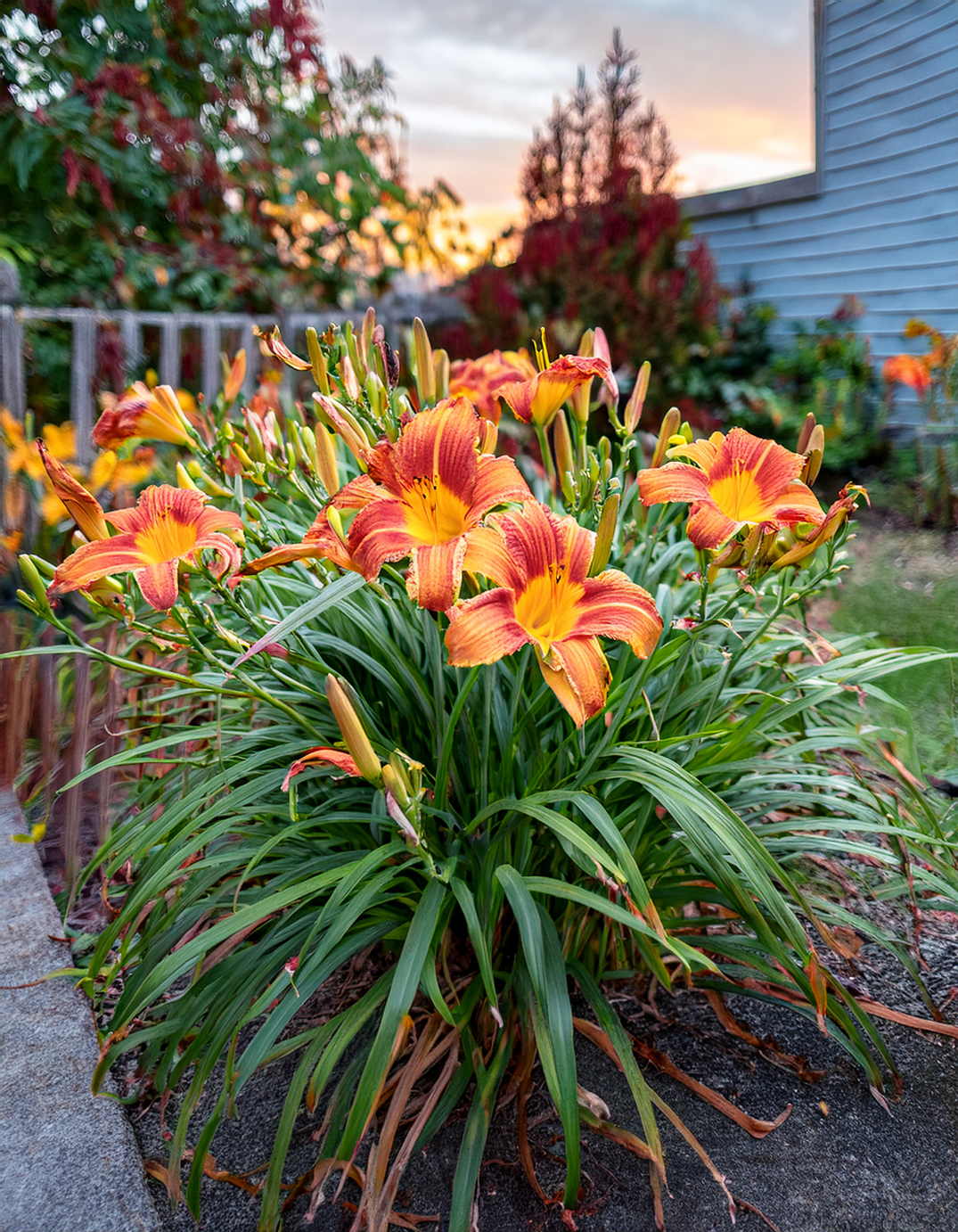 Daylilies