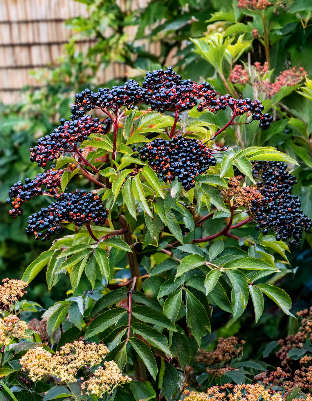 Elderberry shrub