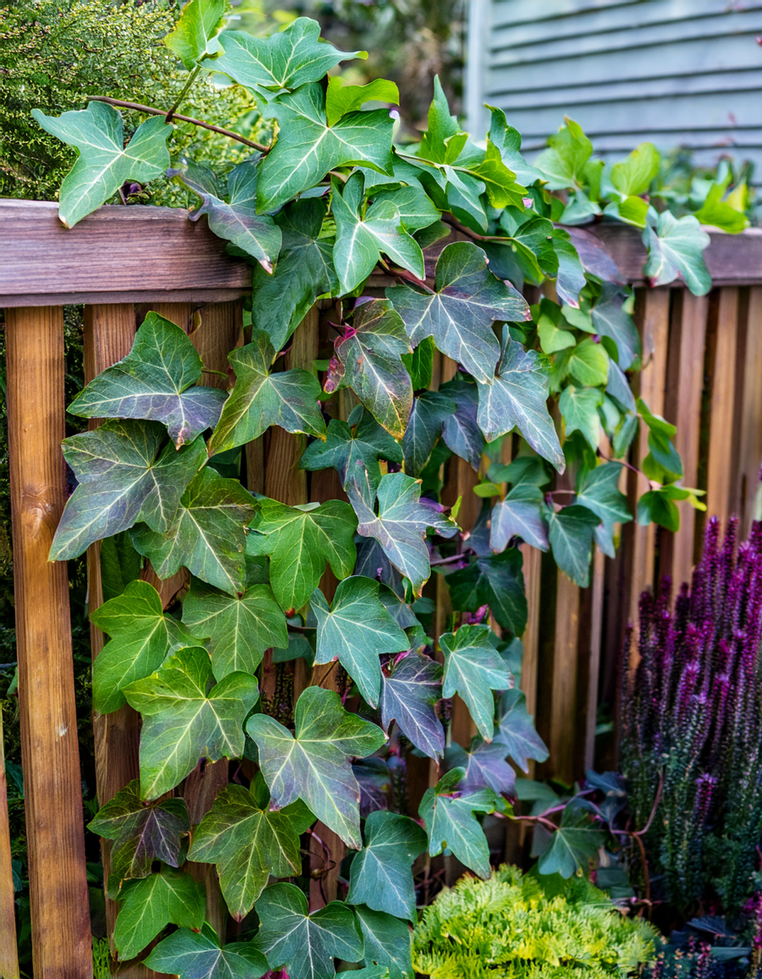 English ivy plant