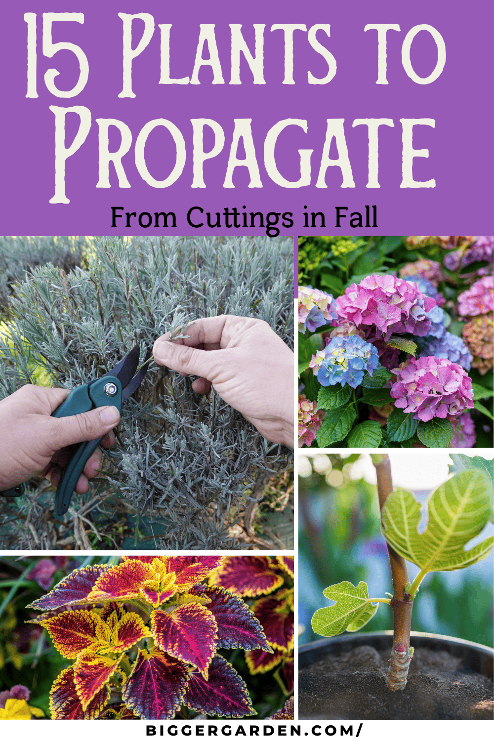 Fall propagation 5