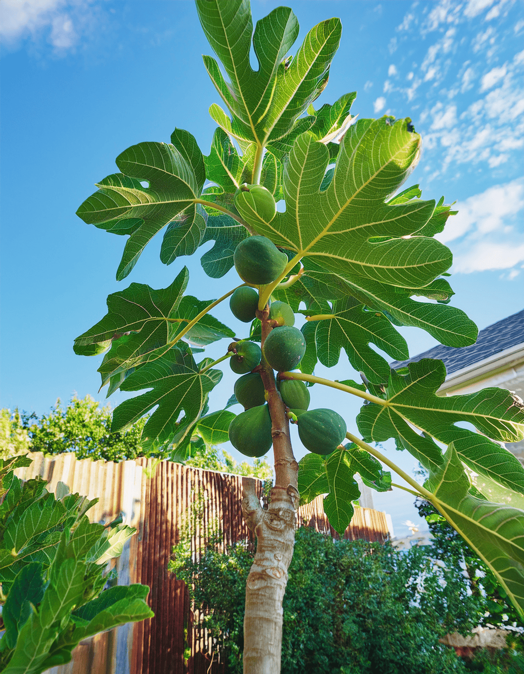 Fig tree