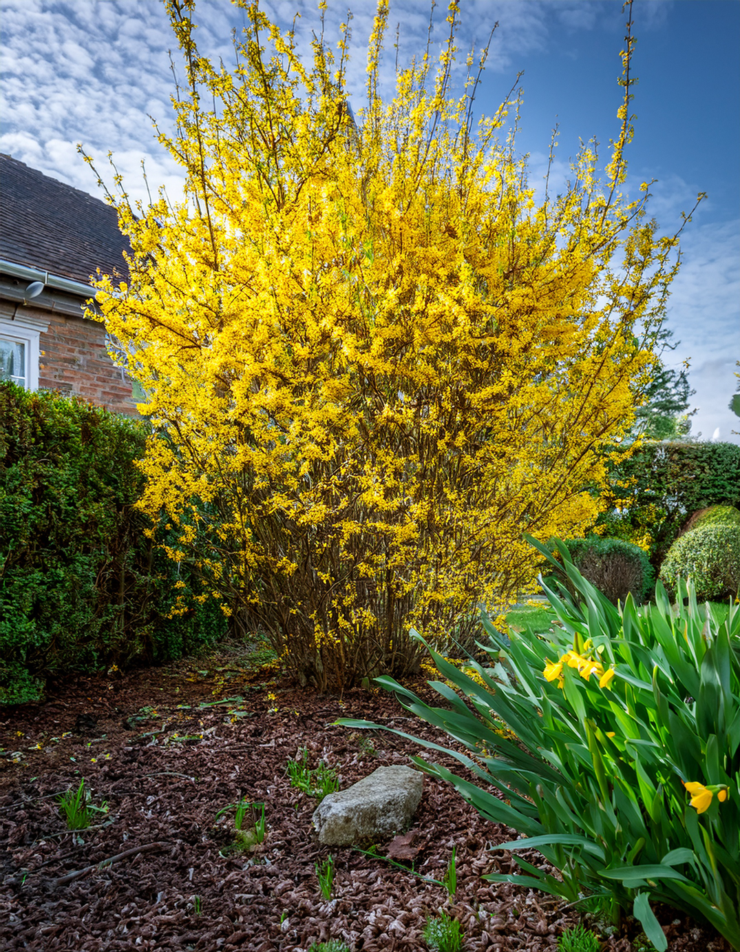 Forsythia bush