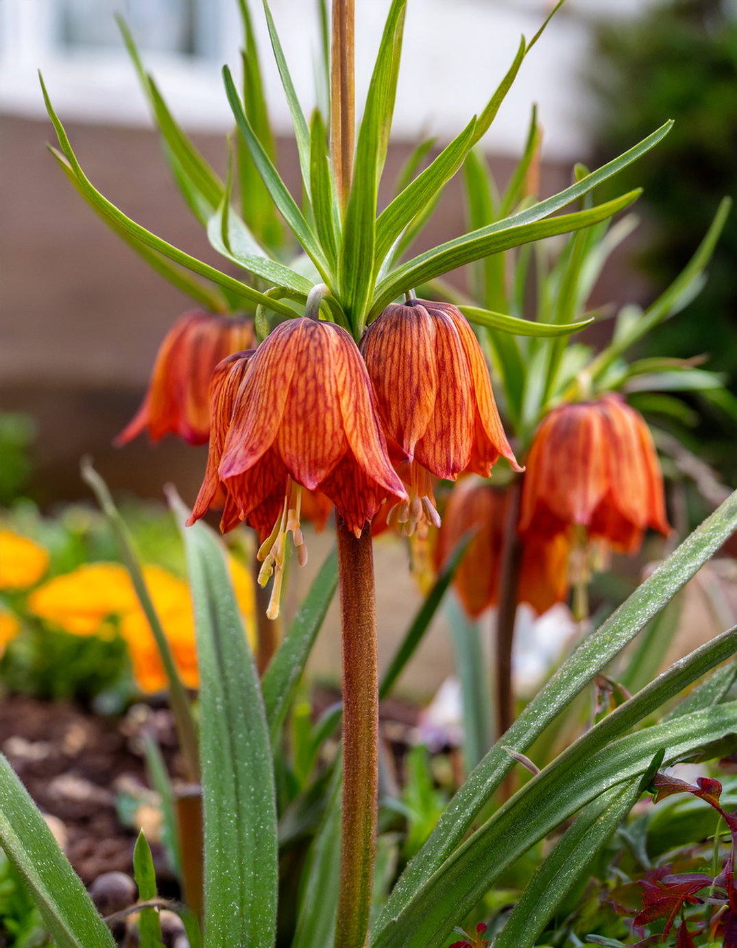 Fritillaria
