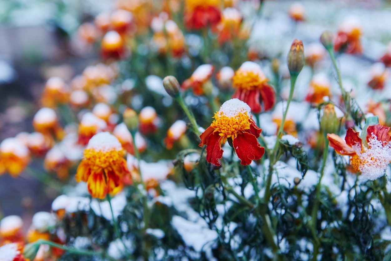Frosted garden patch