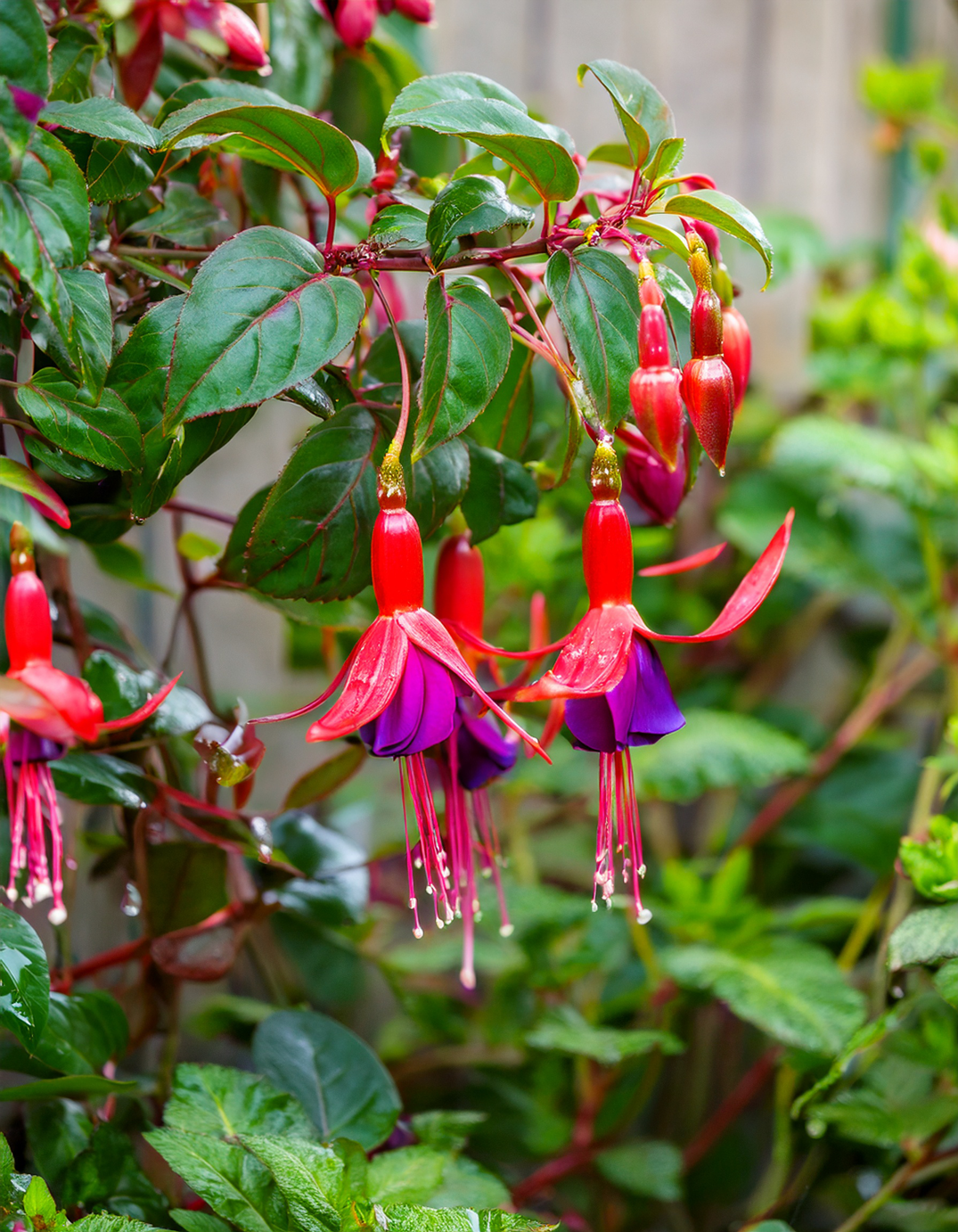 Fuchsia plant