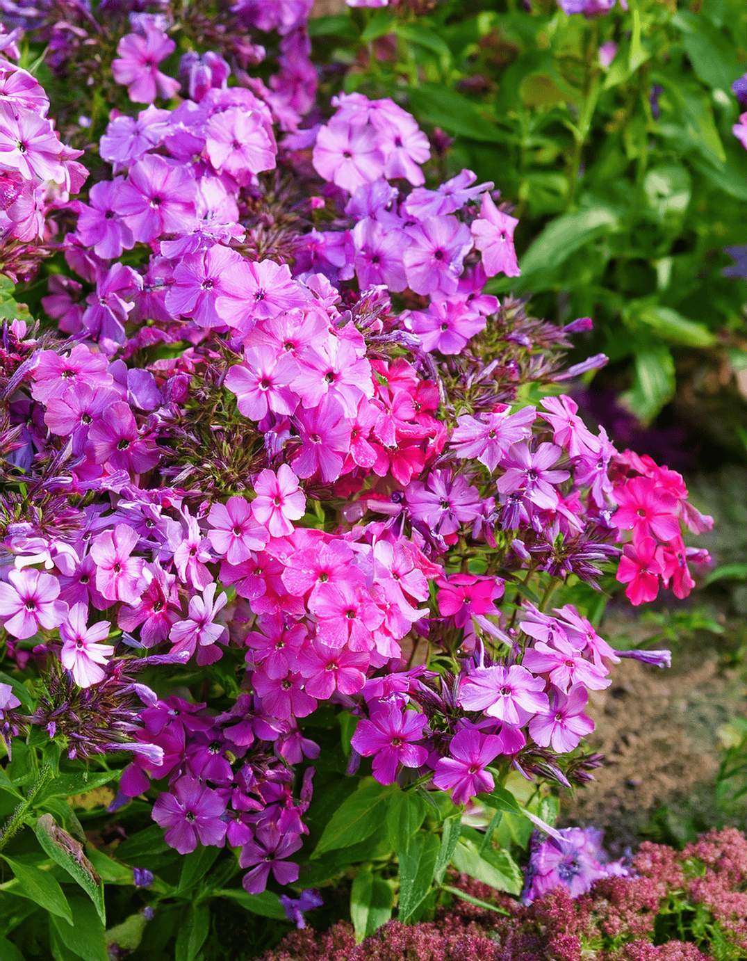 Garden phlox flowers growing