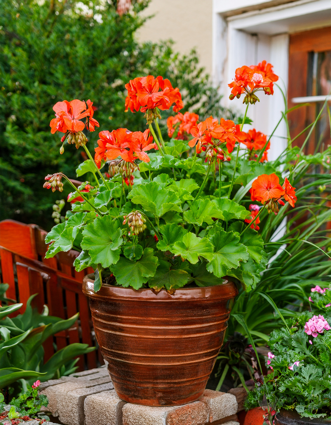 Geranium plant growing