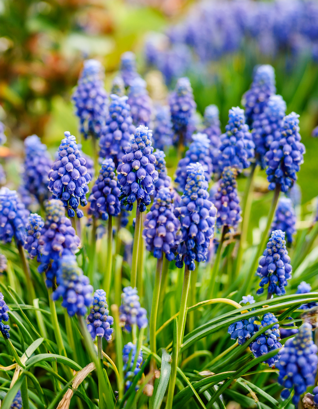 Grape hyacinths