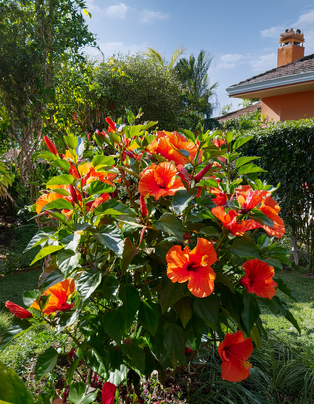 Hibiscus bush