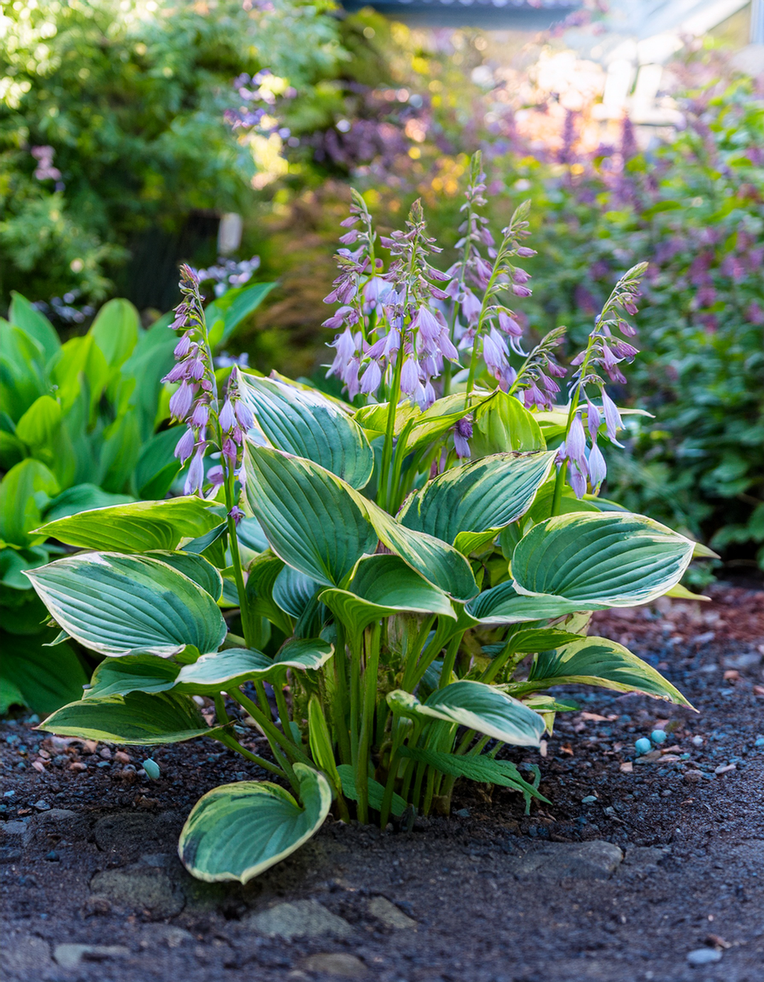 Hostas