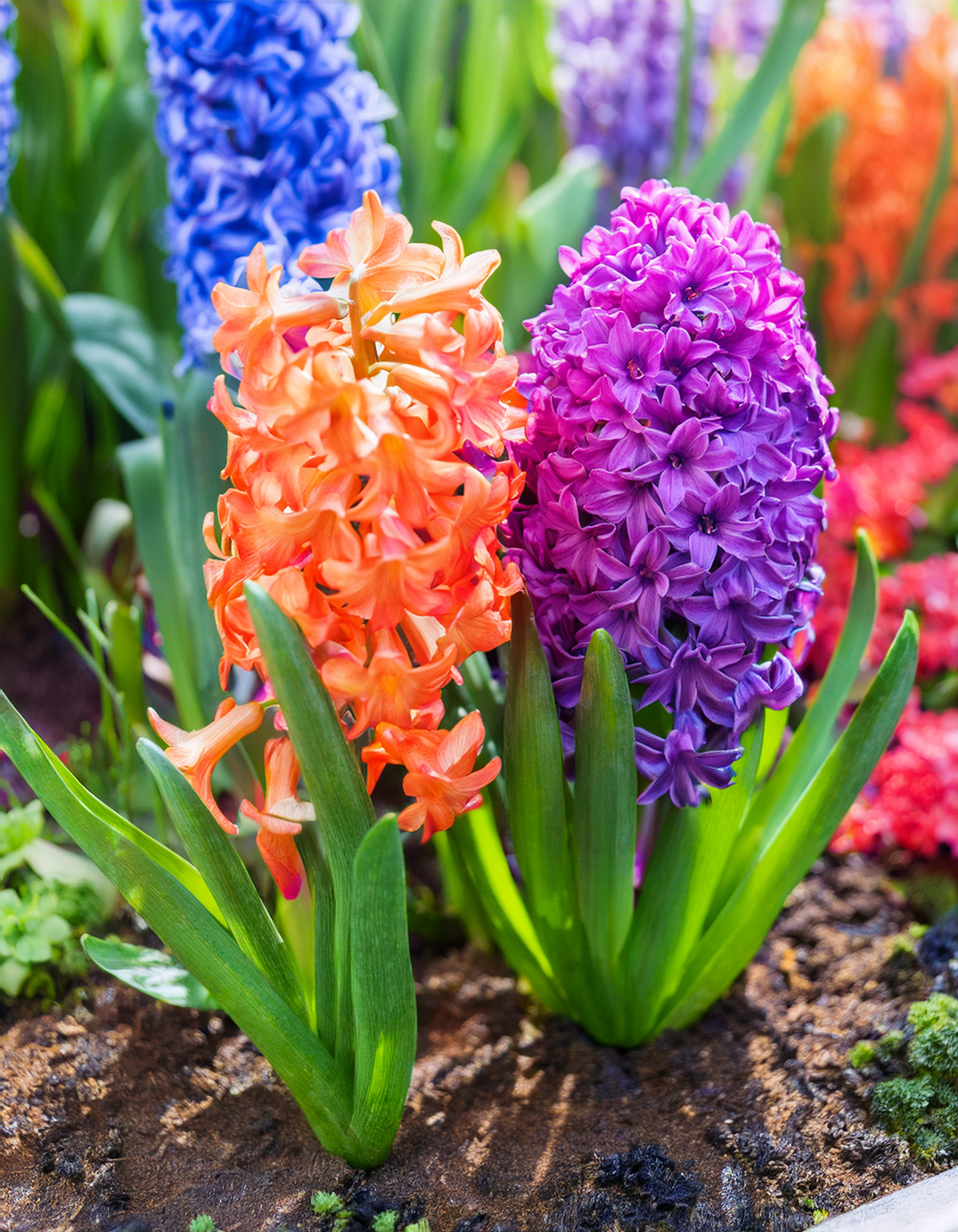 Hyacinths