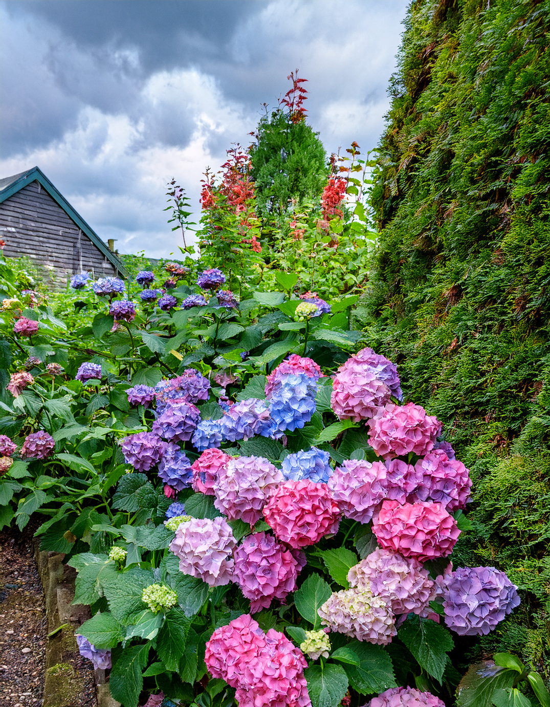 Hydrangea