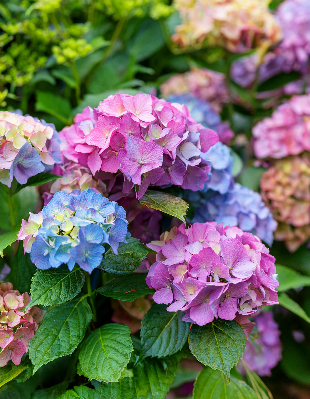 Hydrangeas