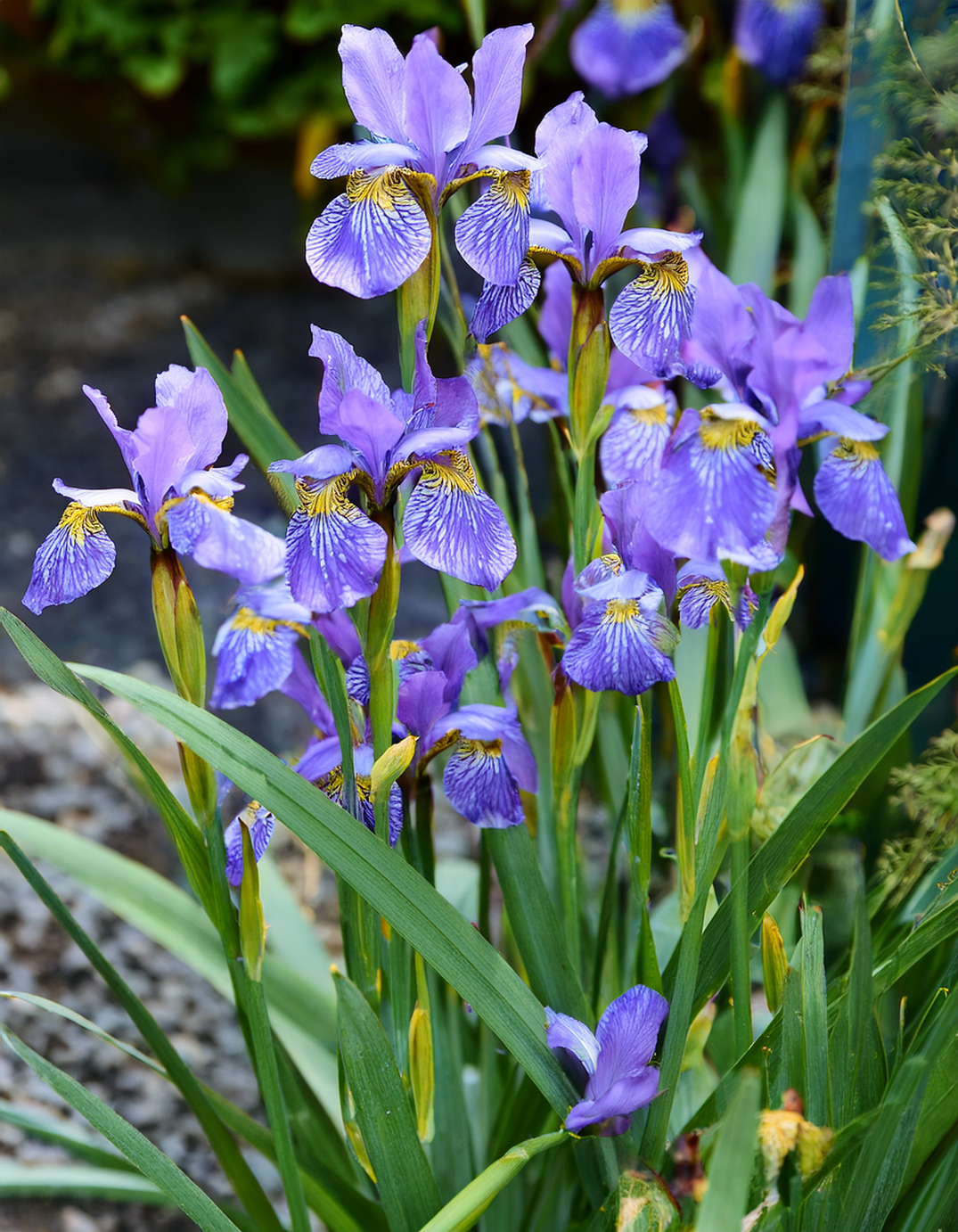 Iris reticulatas