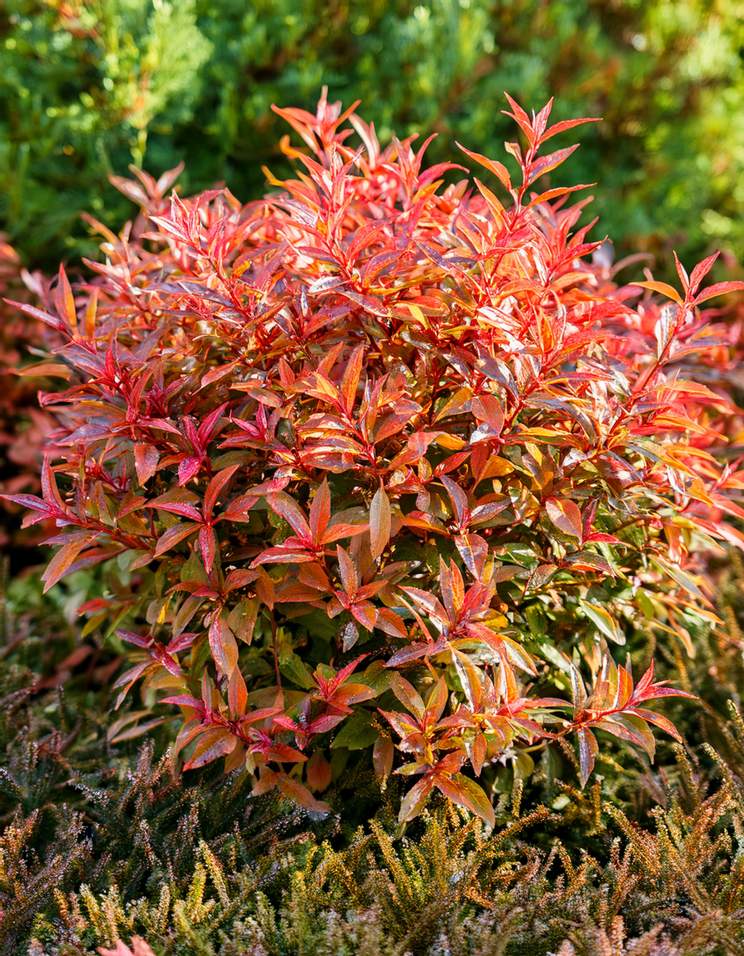 Japanese Spirea