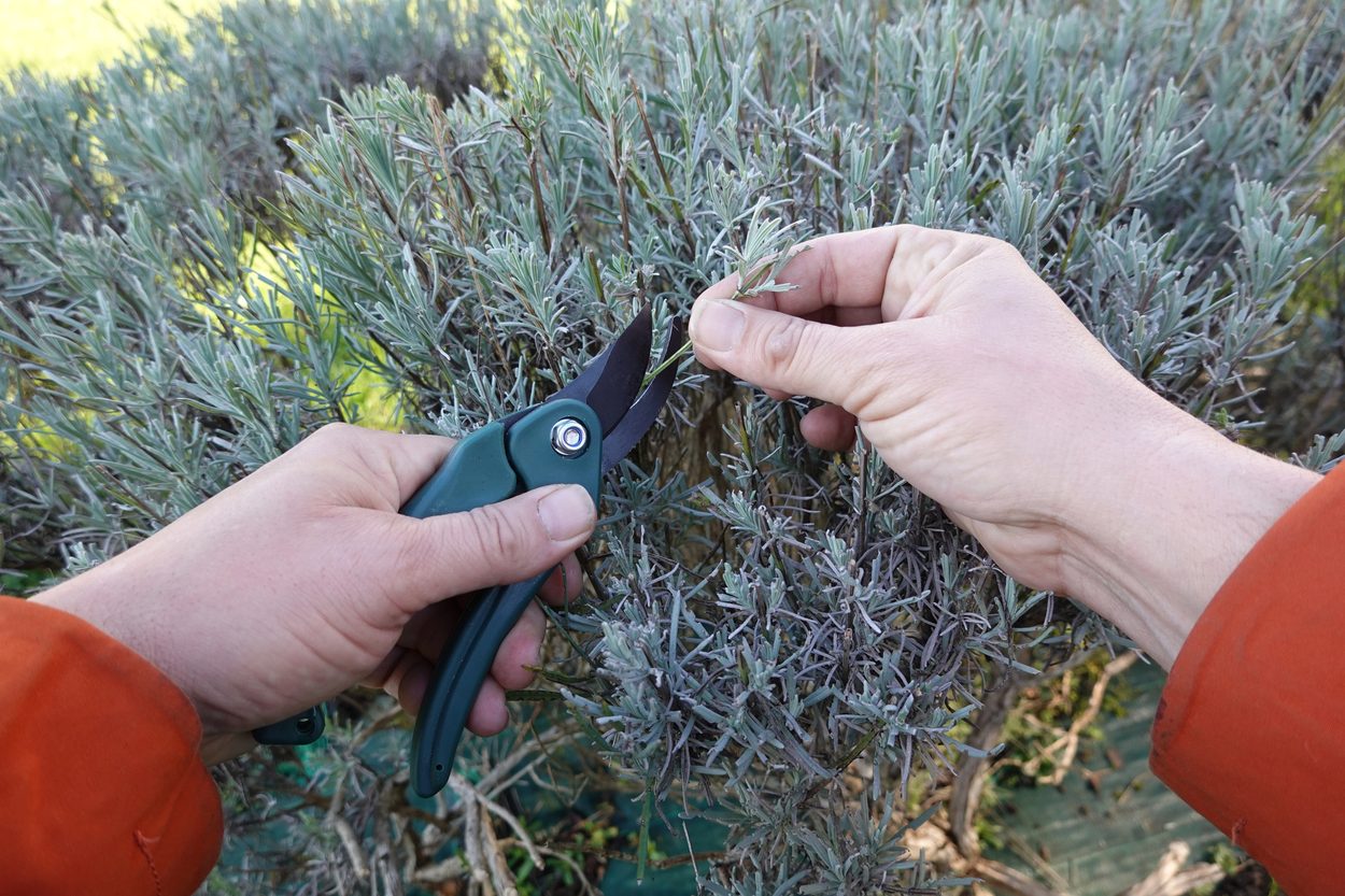 Lavender cuttings