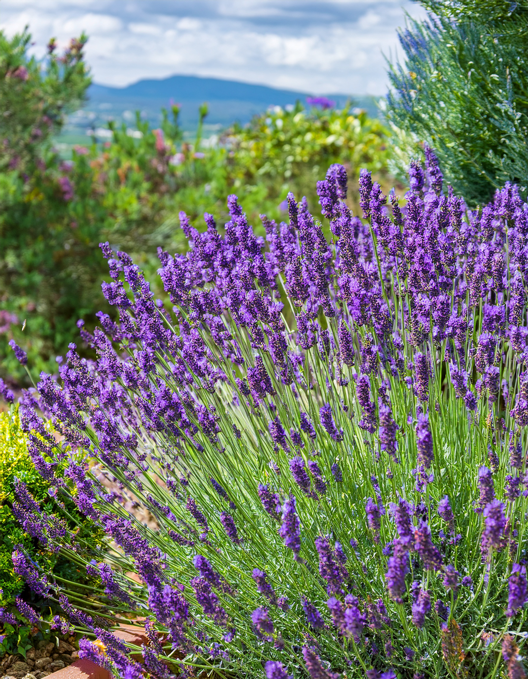 Lavender